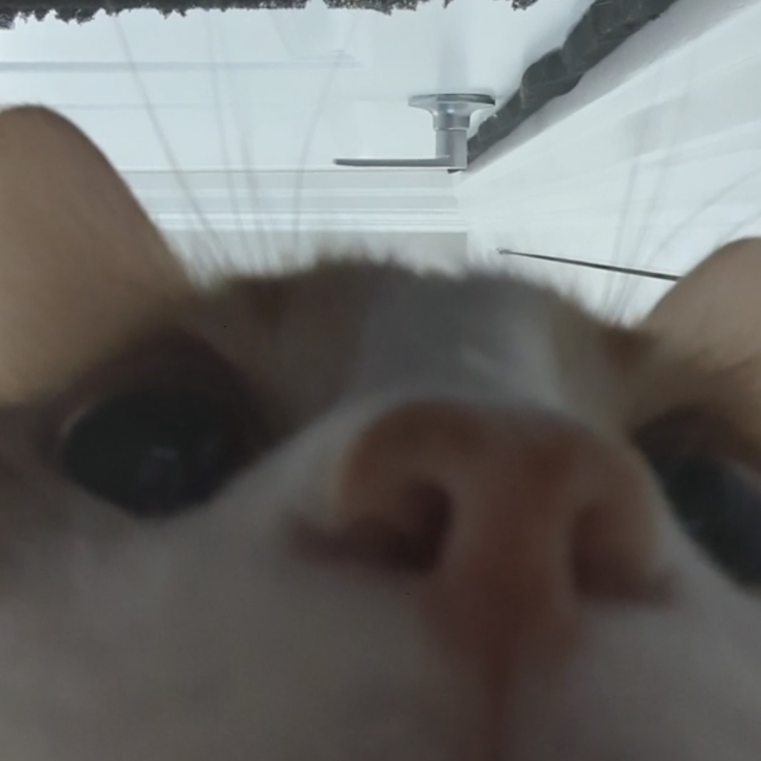 Cat closeup